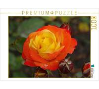 CALVENDO Puzzle Orange gelbe Rose 1000 Teile Puzzle quer 1000 Pieces 64 x 48 cm from Kattobello