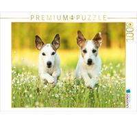 CALVENDO Puzzle Parson Russell Terrier | 1000 pieces, finished size 25.2 × 18.9