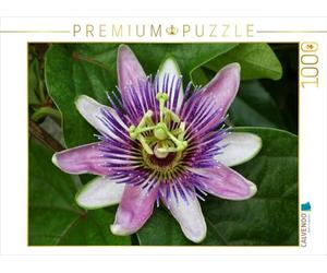CALVENDO Puzzle Passiflora Impératrice Eugénie 1000 Pieces 64 x 48 cm from Martina Cross