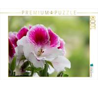 CALVENDO Puzzle Pelargonium 'Elegance Bravo' (Pelargonium grandiflorum) 1000 Pieces 64 x 48 cm from Dieter Fuchs