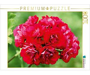 CALVENDO Puzzle Pélargonium Magic - Pélargonium Pink Rambler 1000 Pieces 64 x 48 cm from Martina Cross