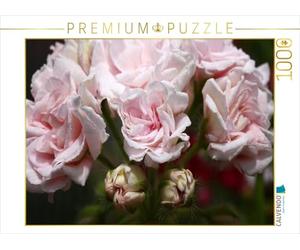 CALVENDO Puzzle Pelargonium Millfield Rose 1000 Pieces 64 x 48 cm from Martina Cross