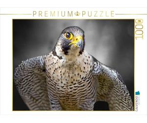 CALVENDO Puzzle Pérégrin 1000 Pieces 64 x 48 cm from Astrid Ziemer