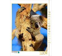 CALVENDO Puzzle Petit Koala sur Un Eucalyptus 1000 Pieces 48 x 64 cm from Renate Bleicher