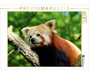 CALVENDO Puzzle Petit Panda en Voyage de découverte 1000 Pieces 64 x 48 cm from Peter Hebgen