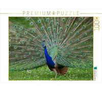 CALVENDO Puzzle Pfauen Tanz 1000 Teile Puzzle quer 1000 Pieces 64 x 48 cm from Kattobello