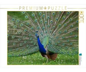 CALVENDO Puzzle Pfauen Tanz 1000 Teile Puzzle quer 1000 Pieces 64 x 48 cm from Kattobello