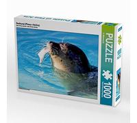 CALVENDO Puzzle Phoque (Phoca vitulina) 1000 Pieces 64 x 48 cm from Barbara Mielewczyk
