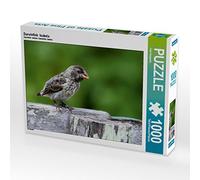 CALVENDO Puzzle Pinson de Darwin Isabela 1000 Pieces 64 x 48 cm from Uwe Bergwitz