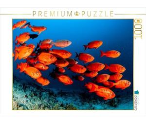 CALVENDO Puzzle Poissons Soldats | 1000 pièces Taille de la Pose 64 x 48 cm Puzzle Photo pour Heures de Bonheur