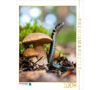 CALVENDO Puzzle Porcini mushroom and grass snake | 1000 pieces, finished size 25