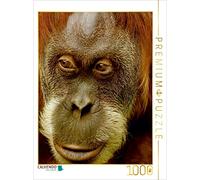 CALVENDO Puzzle Portrait d'un Orang Utan 1000 Pieces 48 x 64 cm from Heike Hultsch