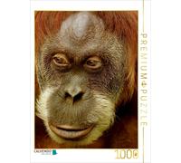 CALVENDO Puzzle Portrait d'un Orang Utan 1000 Pieces 48 x 64 cm from Heike Hultsch