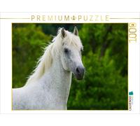 CALVENDO Puzzle Portrait de l'étalon lipizzan Pluto Darina 1000 Pieces 64 x 48 cm from Sista-Tierfoto