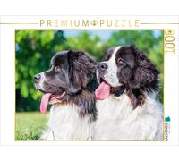 CALVENDO Puzzle Portrait of two Landseer bitches | 1000 pieces, finished size 25