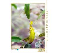 CALVENDO Puzzle potted plant | 1000 pieces, finished size 25.2 × 18.9 in (64 × 4