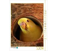 CALVENDO Puzzle Poussins de perruches dans Leur nid ! 1000 Pieces 48 x 64 cm from Björn Bergmann