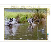 CALVENDO Puzzle Promenade au Bord du lac Bouviers australiens 1000 Pieces 64 x 48 cm from Verena Scholze