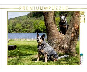 CALVENDO Puzzle Promenade au Bord du lac Chiens de Bouvier australiens 1000 Pieces 64 x 48 cm from Verena Scholze