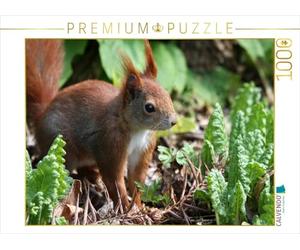 CALVENDO Puzzle Putziges Eichhörnchen 1000 Teile Puzzle quer 1000 Pieces 64 x 48 cm from SchnelleWelten