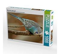 CALVENDO Puzzle Qu'est-ce Qui se Passe en Bas ? 1000 Pieces 64 x 48 cm from Barbara Mielewczyk