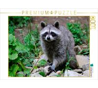 CALVENDO Puzzle Raccoon | 1000 pieces, finished size 25.2 × 18.9 in (64 × 48 cm)