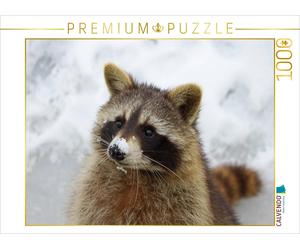 CALVENDO Puzzle Raccoon in the snow | 1000 pieces, finished size 25.2 × 18.9 in