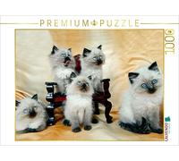 CALVENDO Puzzle Ragdoll Kätzchen 1000 Teile Puzzle quer 1000 Pieces 64 x 48 cm from Jennifer Chrystal