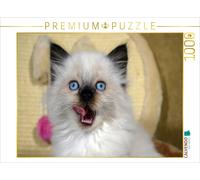 CALVENDO Puzzle Ragdoll Mix | 1000 pieces, finished size 25.2 × 18.9 in (64 × 48