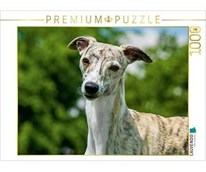 CALVENDO Puzzle Rapide comme Le Vent - Whippet 1000 Pieces 64 x 48 cm from Sista-Tierfoto