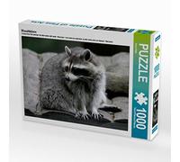 CALVENDO Puzzle Raton Laveur 1000 Pieces 64 x 48 cm from Arno Klatt