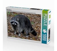 CALVENDO Puzzle Raton Laveur 1000 Pieces 64 x 48 cm from Arno Klatt