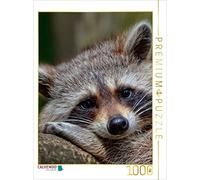 CALVENDO Puzzle Raton Laveur - Mignon Omnivore 1000 Pieces 48 x 64 cm from Peter Roder