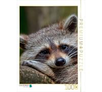CALVENDO Puzzle Raton Laveur - Mignon Omnivore 1000 Pieces 48 x 64 cm from Peter Roder