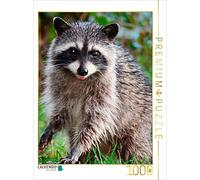 CALVENDO Puzzle Raton Laveur - Mignon Omnivore 1000 Pieces 48 x 64 cm from Peter Roder