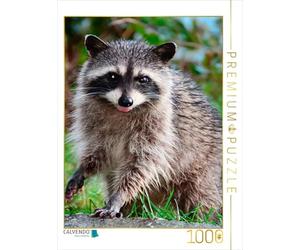 CALVENDO Puzzle Raton Laveur - Mignon Omnivore 1000 Pieces 48 x 64 cm from Peter Roder