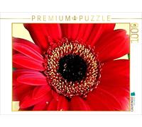 CALVENDO Puzzle Red Gerbera | 1000 pieces, finished size 25.2 × 18.9 in (64 × 48
