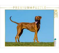 CALVENDO Puzzle Rhodesian Ridgeback 1000 Pieces 64 x 48 cm from Sista-Tierfoto