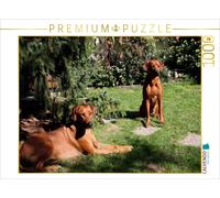 CALVENDO Puzzle Rhodesian Ridgeback Hündinnen | 1000 Teile Lege-Größe 64x48cm Fo