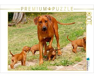 CALVENDO Puzzle Rhodesian Ridgebacks 1000 Pieces 64 x 48 cm from Anke Van Wyk