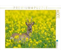 CALVENDO Puzzle Roebuck dans Un Champ de Colza 1000 Pieces 64 x 48 cm from Christina Krutz