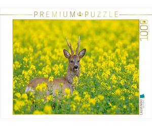 CALVENDO Puzzle Roebuck dans Un Champ de Colza 1000 Pieces 64 x 48 cm from Christina Krutz