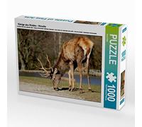 CALVENDO Puzzle Rois de la forêt - Cerfs 1000 Pieces 64 x 48 cm from Arno Klatt