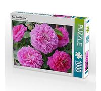 CALVENDO Puzzle Rose 'Princess Anne' 1000 Teile Puzzle quer 1000 Pieces 64 x 48 cm from Gisela Kruse