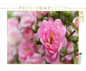 CALVENDO Puzzle Rose - Reine des Fleurs 1000 Pieces 64 x 48 cm from Martina Cross