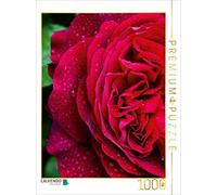 CALVENDO Puzzle Rose Rouge foncé sous la Pluie 1000 Pieces 48 x 64 cm from Martina Cross