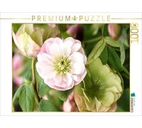 CALVENDO Puzzle Roses de Christ, Helleborus 1000 pièces Taille de la Pose 64 x 48 cm Photo Puzzle Image par Gisela Kruse