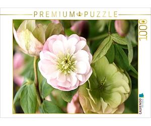 CALVENDO Puzzle Roses de Christ, Helleborus 1000 pièces Taille de la Pose 64 x 48 cm Photo Puzzle Image par Gisela Kruse