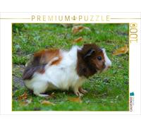 CALVENDO Puzzle Rosettenmeerschweinchen Baby 1000 Teile Puzzle quer 1000 Pieces 64 x 48 cm from Kattobello