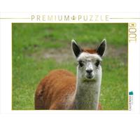 CALVENDO Puzzle Rot weißes Alpakafohlen 1000 Teile Puzzle quer 1000 Pieces 64 x 48 cm from Kattobello